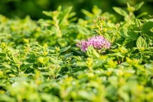 Spiraea japonica Little Princess 30- 40 cm