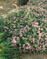 Spiraea japonica Little Princess 30- 40 cm