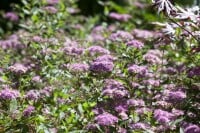 Spiraea japonica Little Princess 30- 40 cm