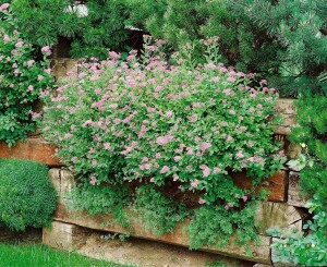 Spiraea japonica Little Princess C 7 40-  60