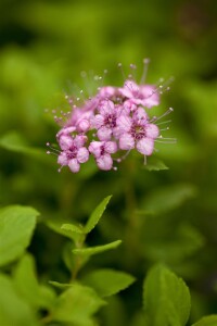 Spiraea japonica Little Princess C 7 40-  60