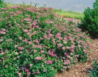 Spiraea japonica Little Princess C 7 40-  60