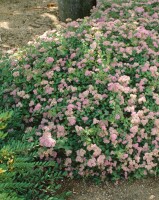 Spiraea japonica Little Princess C 7 40-  60