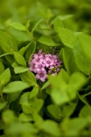 Spiraea japonica Little Princess C 7 40-  60