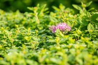 Spiraea japonica Little Princess C 7 40-  60