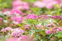 Spiraea japonica Little Princess C 7 40-  60