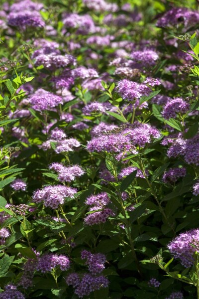 Spiraea japonica Little Princess 11 cm Topf - Größe nach Saison 20-  30