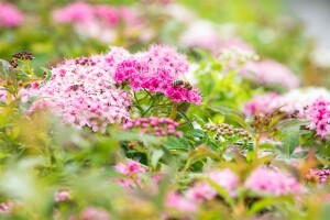 Spiraea japonica Little Princess 11 cm Topf - Größe nach Saison 20-  30