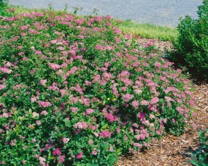 Spiraea japonica Little Princess 11 cm Topf - Größe nach Saison 20-  30