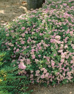 Spiraea japonica Little Princess 11 cm Topf - Größe nach Saison 20-  30