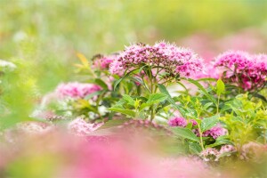 Spiraea japonica Little Princess 11 cm Topf - Größe nach Saison 20-  30