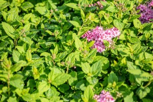 Spiraea japonica Little Princess 11 cm Topf - Größe nach Saison 20-  30