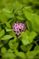 Spiraea japonica Little Princess 11 cm Topf - Größe nach Saison 20-  30