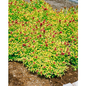 Spiraea japonica Magic Carpet  -R- C3 20- 30