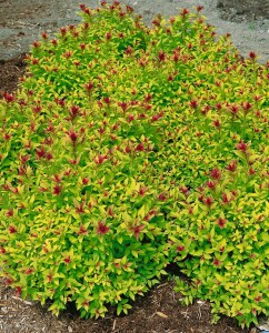 Spiraea japonica Magic Carpet  -R- C3 20- 30