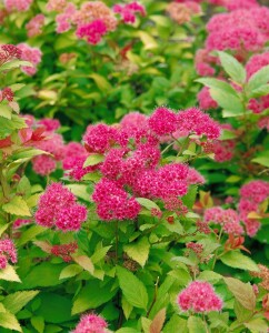 Spiraea japonica Magic Carpet  -R- C3 20- 30