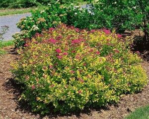 Spiraea japonica Magic Carpet  -R- C3 20- 30