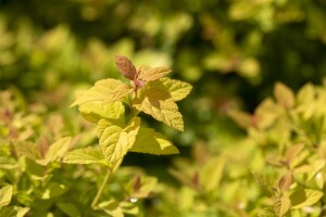 Spiraea japonica Magic Carpet  -R- C3 20- 30