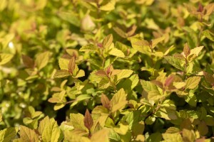 Spiraea japonica Magic Carpet  -R- C3 20- 30