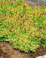 Spiraea japonica Magic Carpet  -R- C3 20- 30