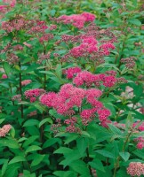 Spiraea japonica Zigeunerblut 11 cm Topf - Größe nach Saison,3 20-  30