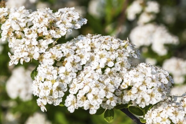 Spiraea nipponica Snowmound 3L 40-  60