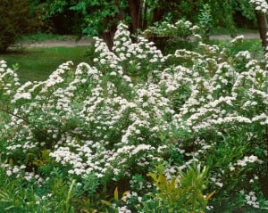 Spiraea nipponica Snowmound 3L 40-  60