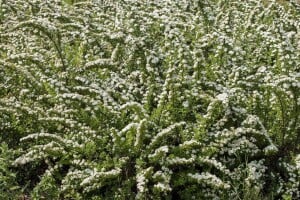 Spiraea nipponica Snowmound 3L 40-  60