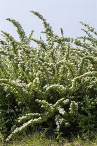 Spiraea nipponica Snowmound 3L 40-  60