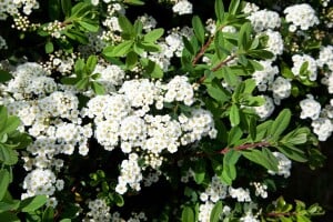 Spiraea nipponica Snowmound 3L 40-  60