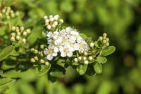 Spiraea nipponica Snowmound 3L 40-  60