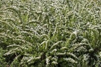 Spiraea nipponica Snowmound 3L 40-  60