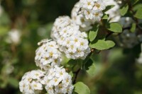 Spiraea vanhouttei C3 40- 60