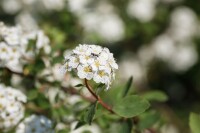 Spiraea vanhouttei C15 100- 125