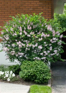 Syringa patula Miss Kim 40- 60 cm