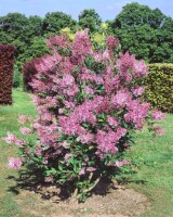 Syringa patula Miss Kim 40- 60 cm