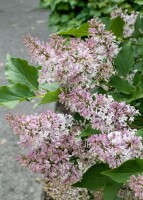 Syringa patula Miss Kim 40- 60 cm