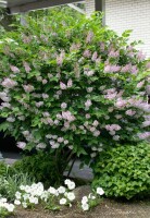 Syringa patula Miss Kim 40- 60 cm