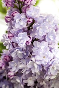 Syringa vulgaris Michel Buchner 40-  60