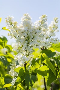 Syringa vulgaris Mme Lemoine 3L 40-  60