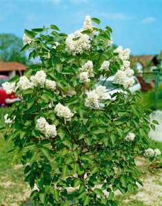 Syringa vulgaris Mme Lemoine 3L 40-  60