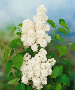 Syringa vulgaris Mme Lemoine 3L 40-  60