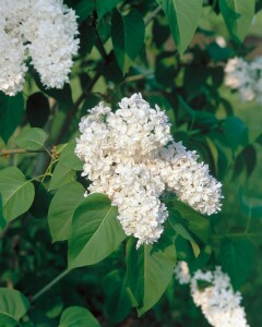 Syringa vulgaris Mme Lemoine 3L 40-  60