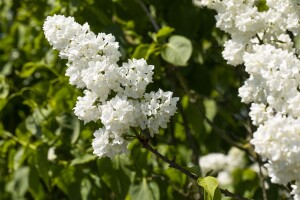 Syringa vulgaris Mme Lemoine 3L 40-  60