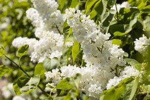 Syringa vulgaris Mme Lemoine 3L 40-  60