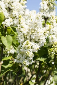 Syringa vulgaris Mme Lemoine 3L 40-  60