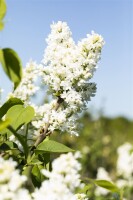 Syringa vulgaris Mme Lemoine 3L 40-  60