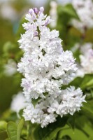 Syringa vulgaris Mme Lemoine 3L 40-  60