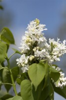 Syringa vulgaris Mme Lemoine 3L 40-  60