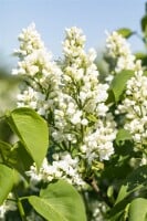 Syringa vulgaris Mme Lemoine 3L 40-  60